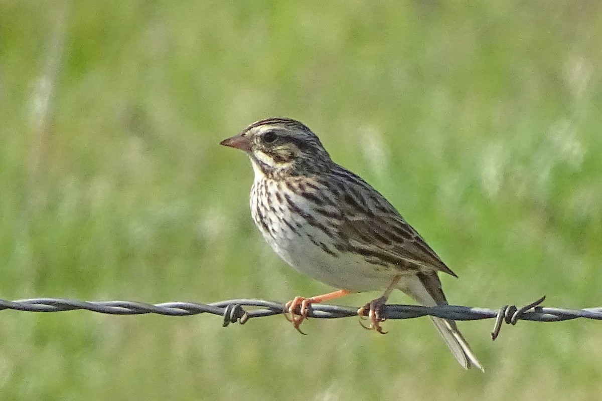 Savannah Sparrow - Glenda Keilstrup