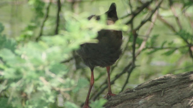 Black Crake - ML523189031