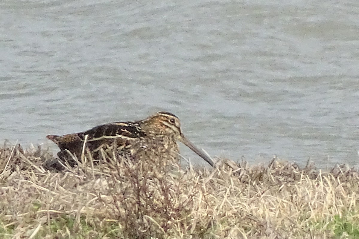 Wilson's Snipe - ML523189241