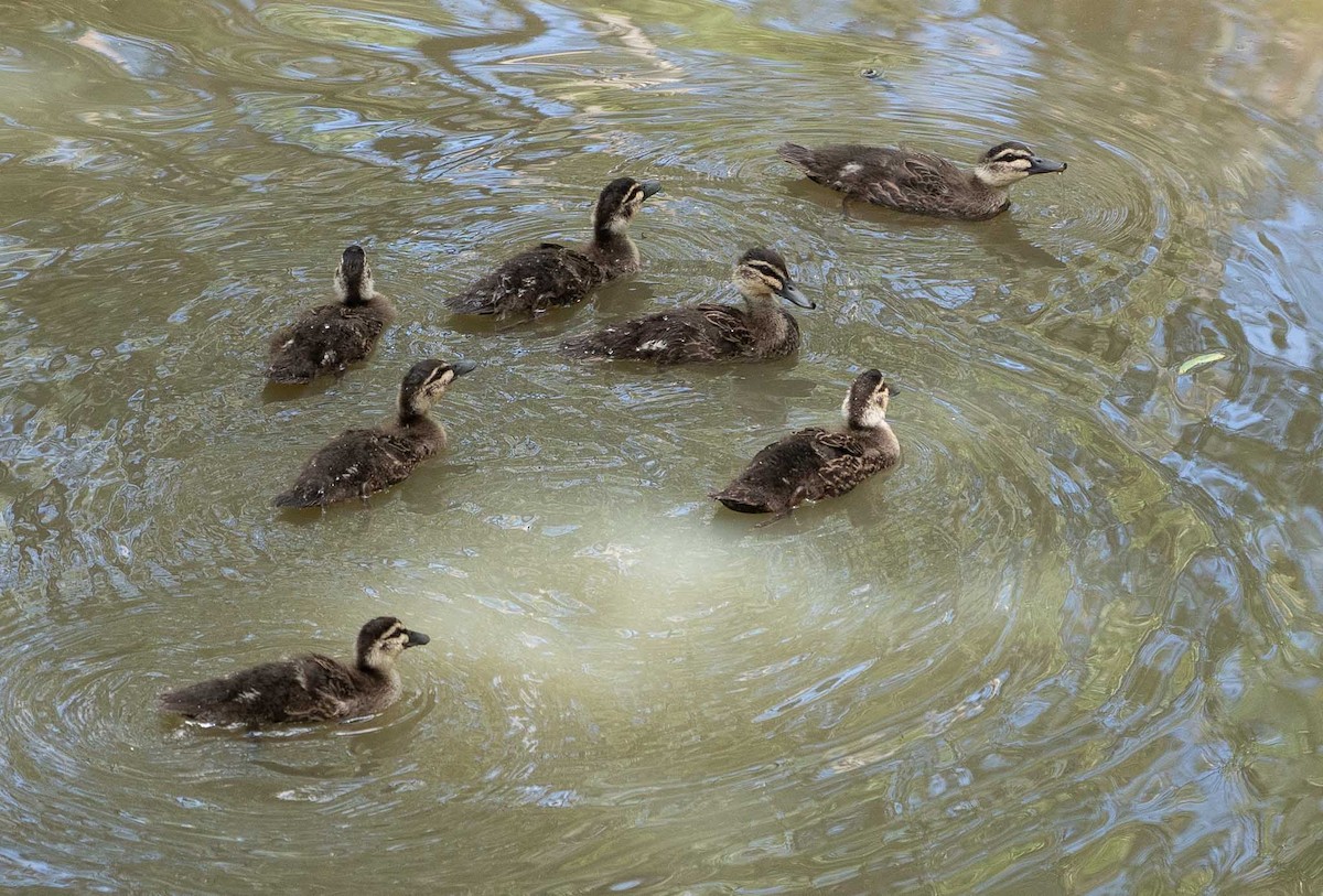 Pacific Black Duck - ML523190371