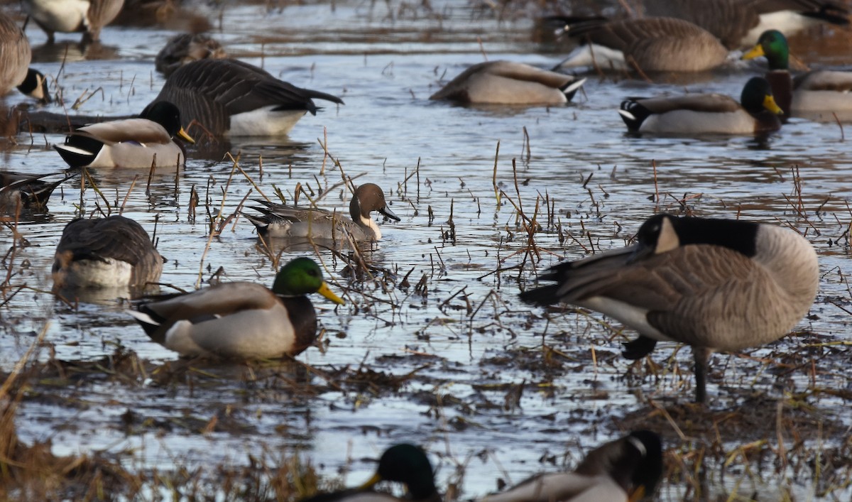 Northern Pintail - ML523190421