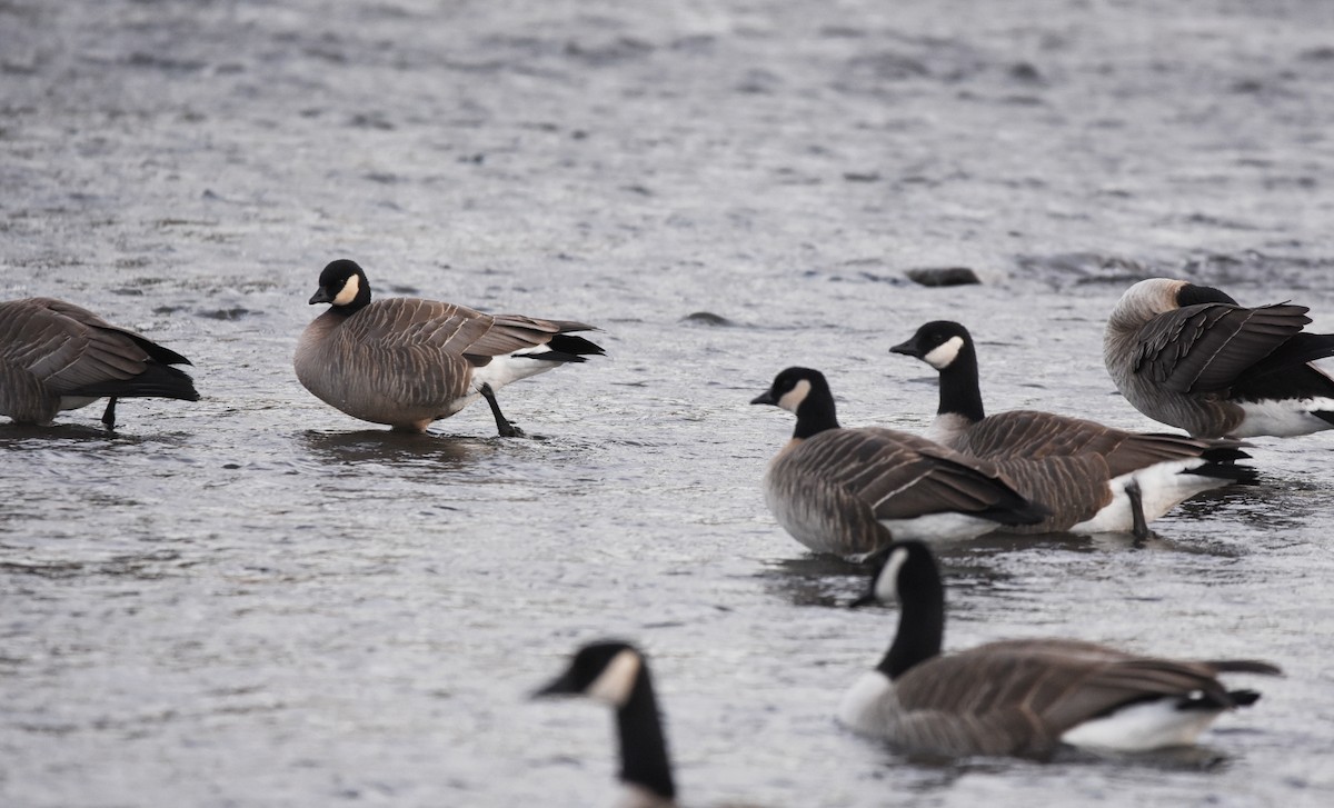 Cackling Goose - Christopher Lindsey