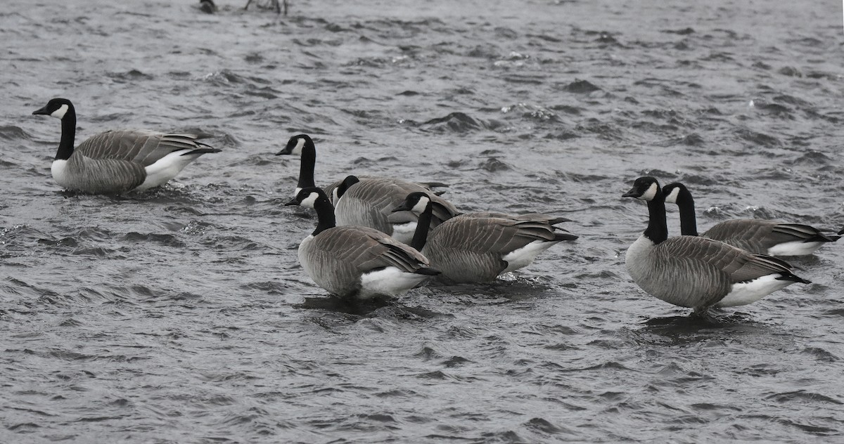 Canada Goose - Christopher Lindsey