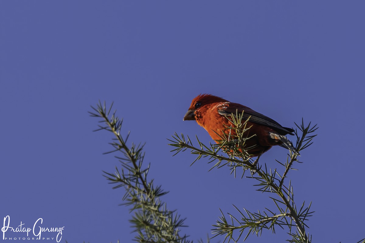 Scarlet Finch - ML523191591