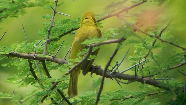 Holub's Golden-Weaver - ML523191661