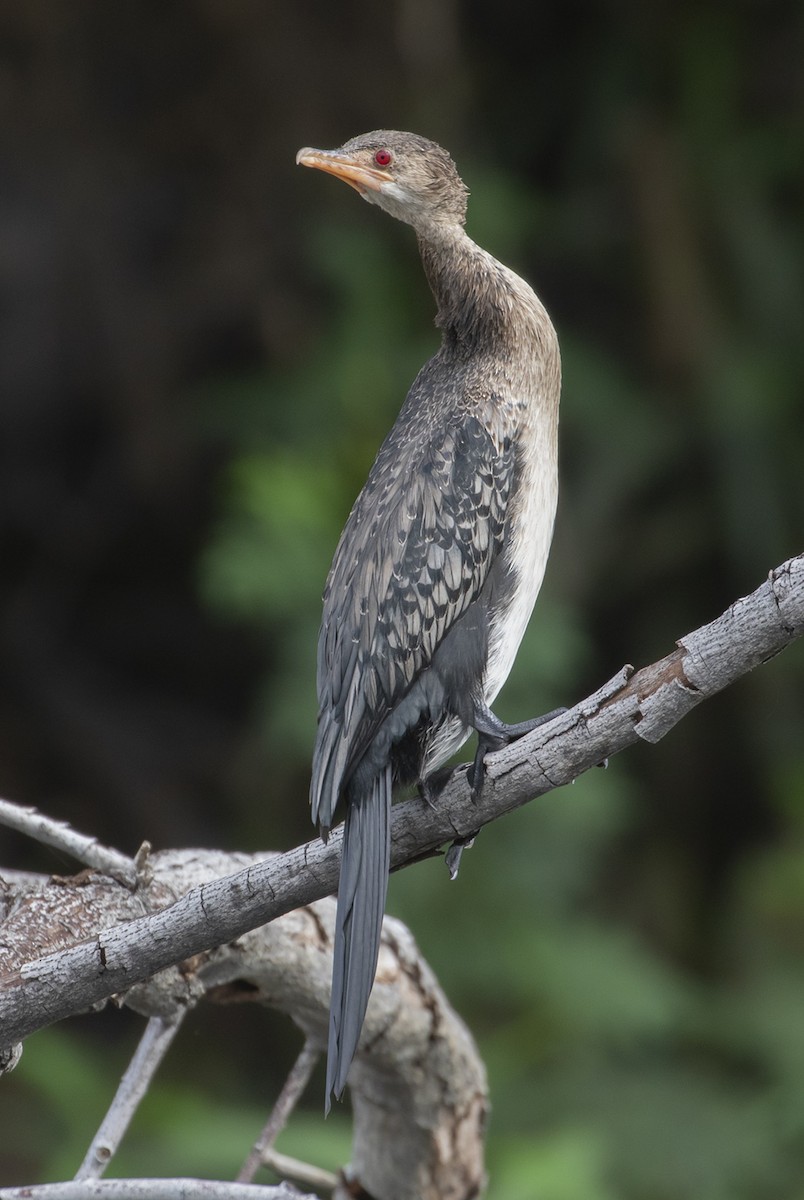 Long-tailed Cormorant - Michael Todd