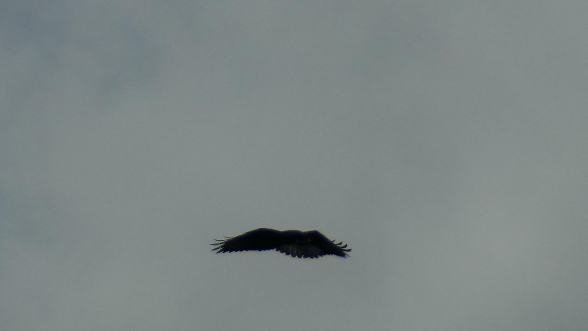 Ferruginous Hawk - ML523192101