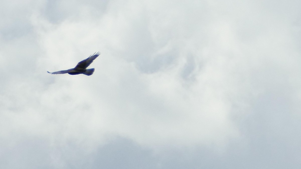 Ferruginous Hawk - ML523192111