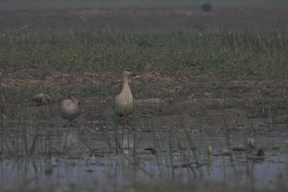 Indian Spot-billed Duck - ML523192681