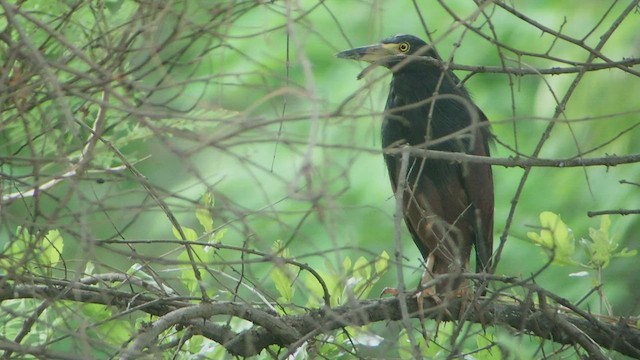 Rufous-bellied Heron - ML523193051