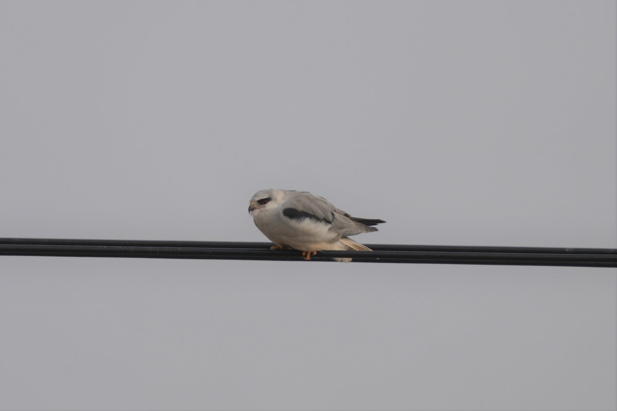 Black-winged Kite - ML523193221