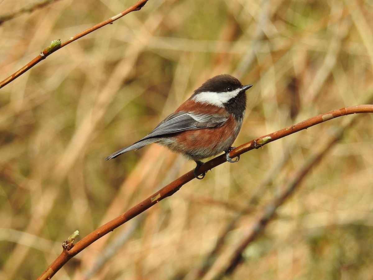 Chestnut-backed Chickadee - Neill Vanhinsberg