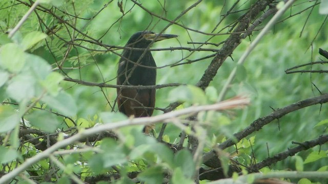 Rufous-bellied Heron - ML523194411