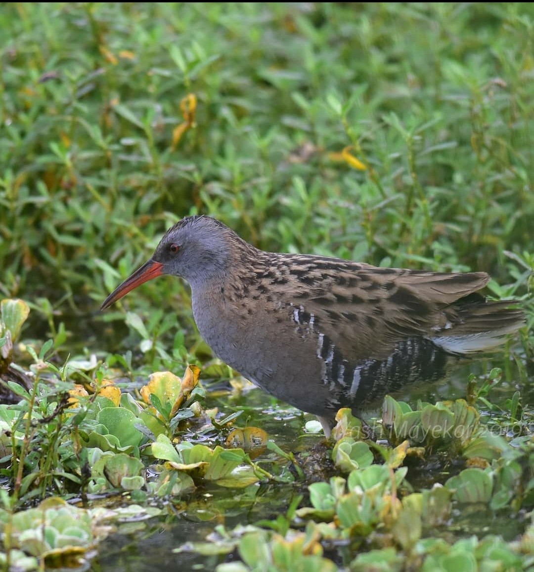 Water Rail - ML523195261