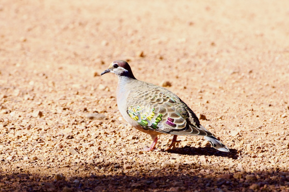 Common Bronzewing - ML523195421