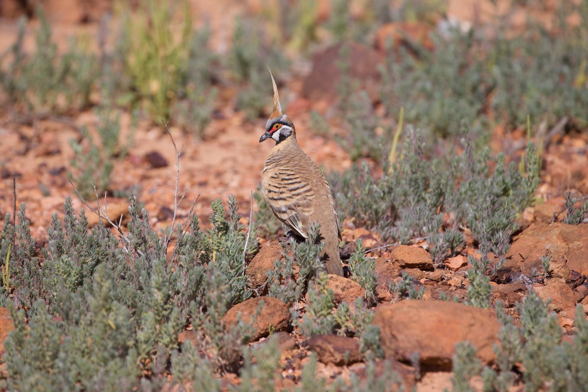 Spinifex Pigeon - ML523195431