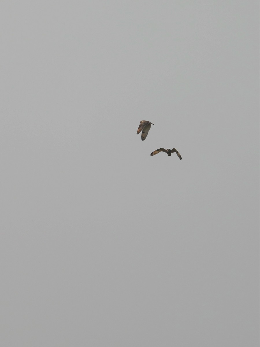 Short-eared Owl - ML523197081