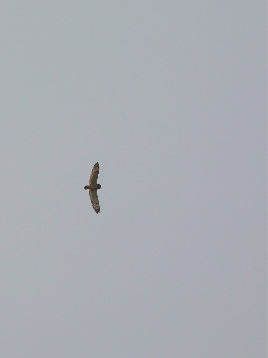 Short-eared Owl - ML523197091