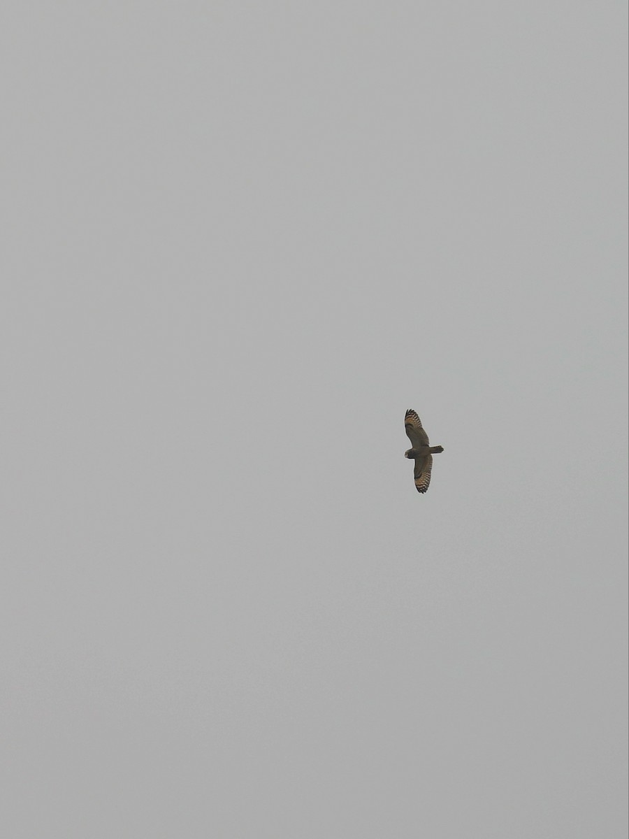 Short-eared Owl - ML523197101