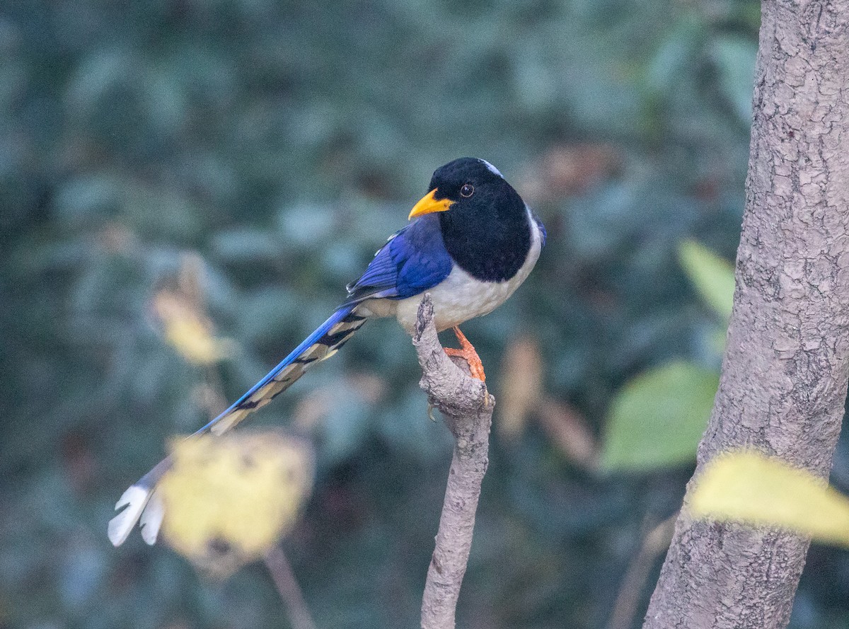 Yellow-billed Blue-Magpie - William Price