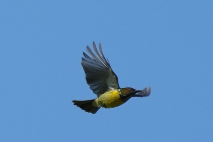 Brown-throated Sunbird - Hen H