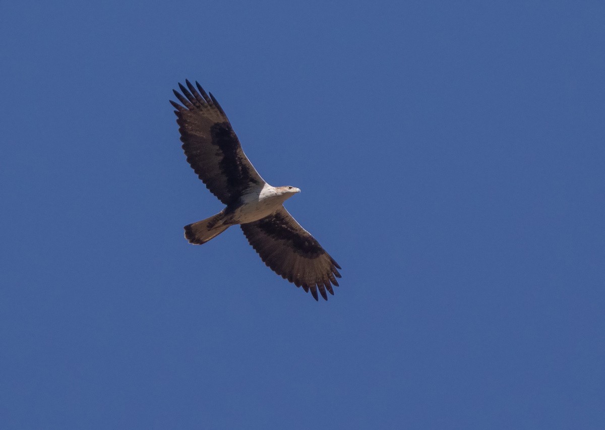 Bonelli's Eagle - William Price