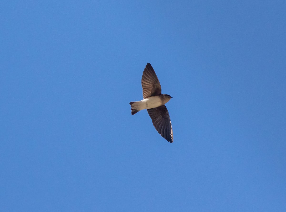 Hirondelle à gorge grise - ML523198871