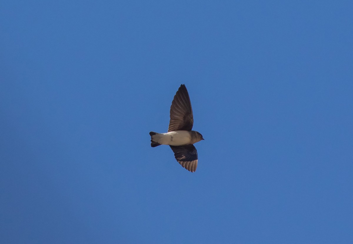 Gray-throated Martin - ML523198891