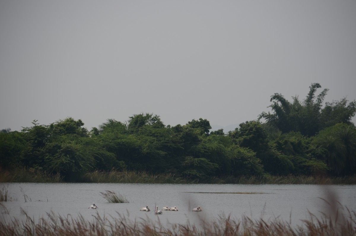 Spot-billed Pelican - ML523199231
