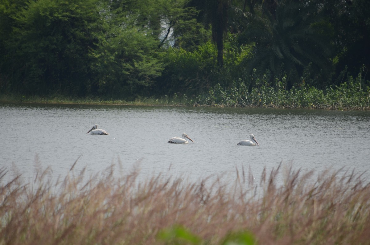 Spot-billed Pelican - ML523199241