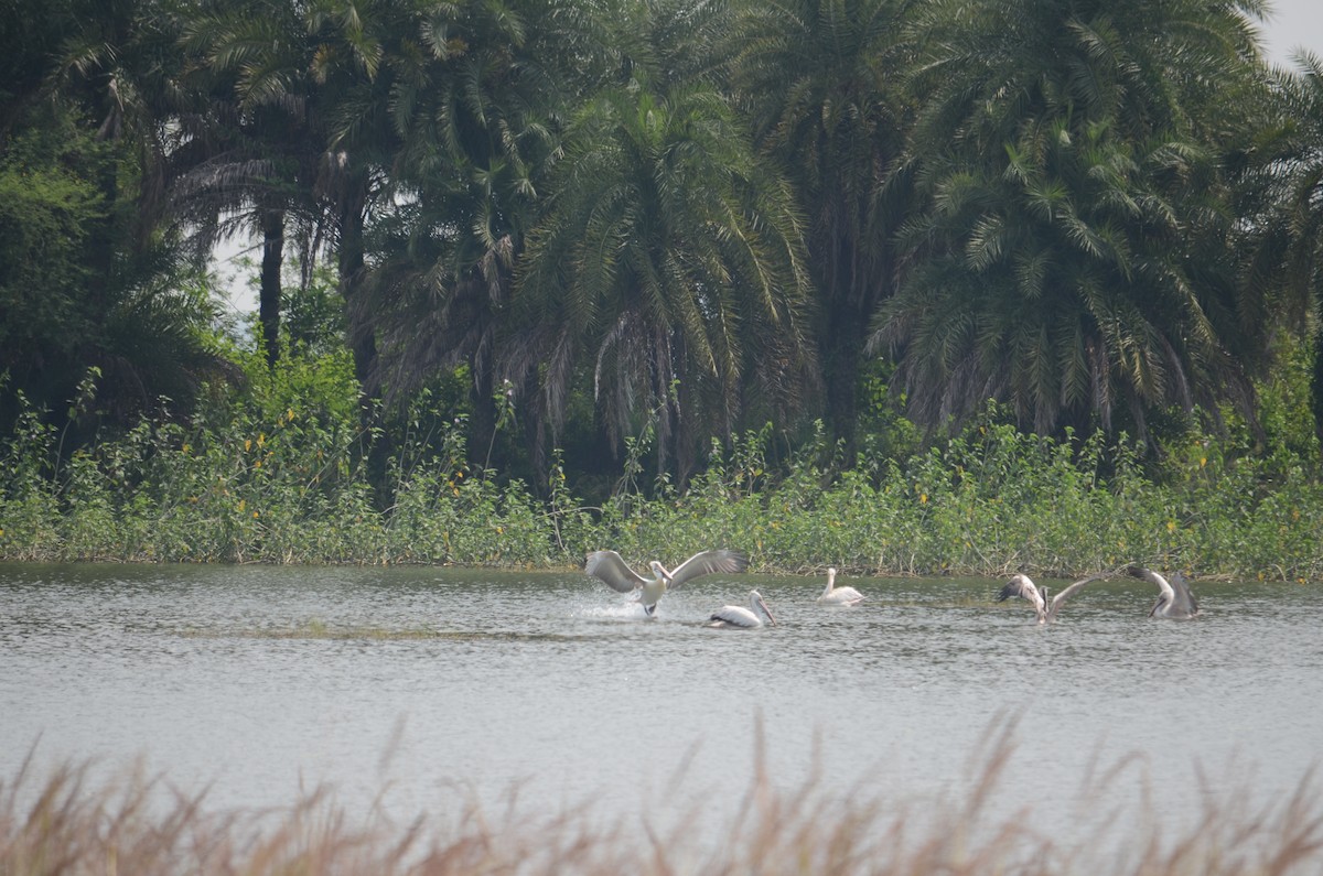 Spot-billed Pelican - ML523199251