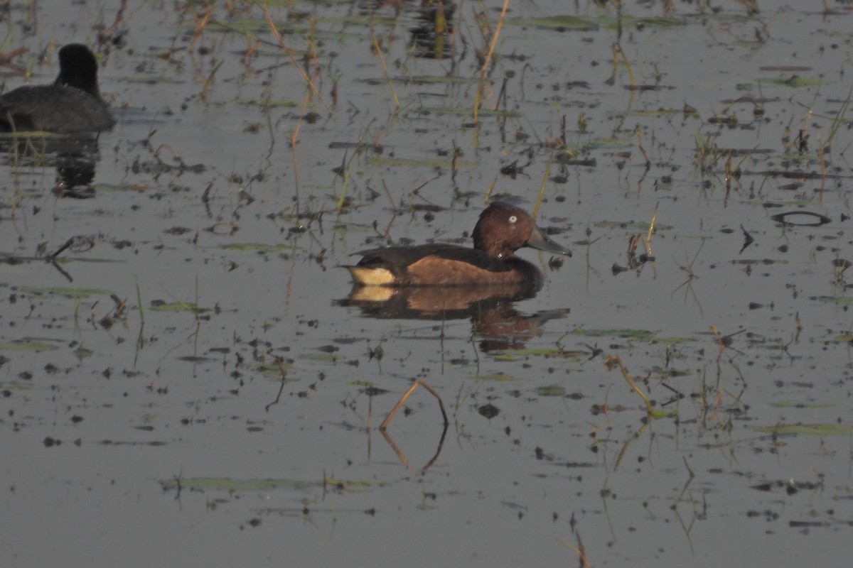 Ferruginous Duck - ML523199301