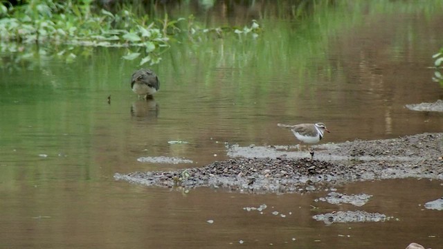Three-banded Plover - ML523199361