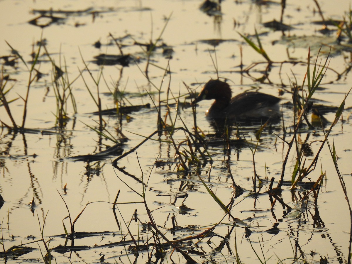 Little Grebe - ML523199811