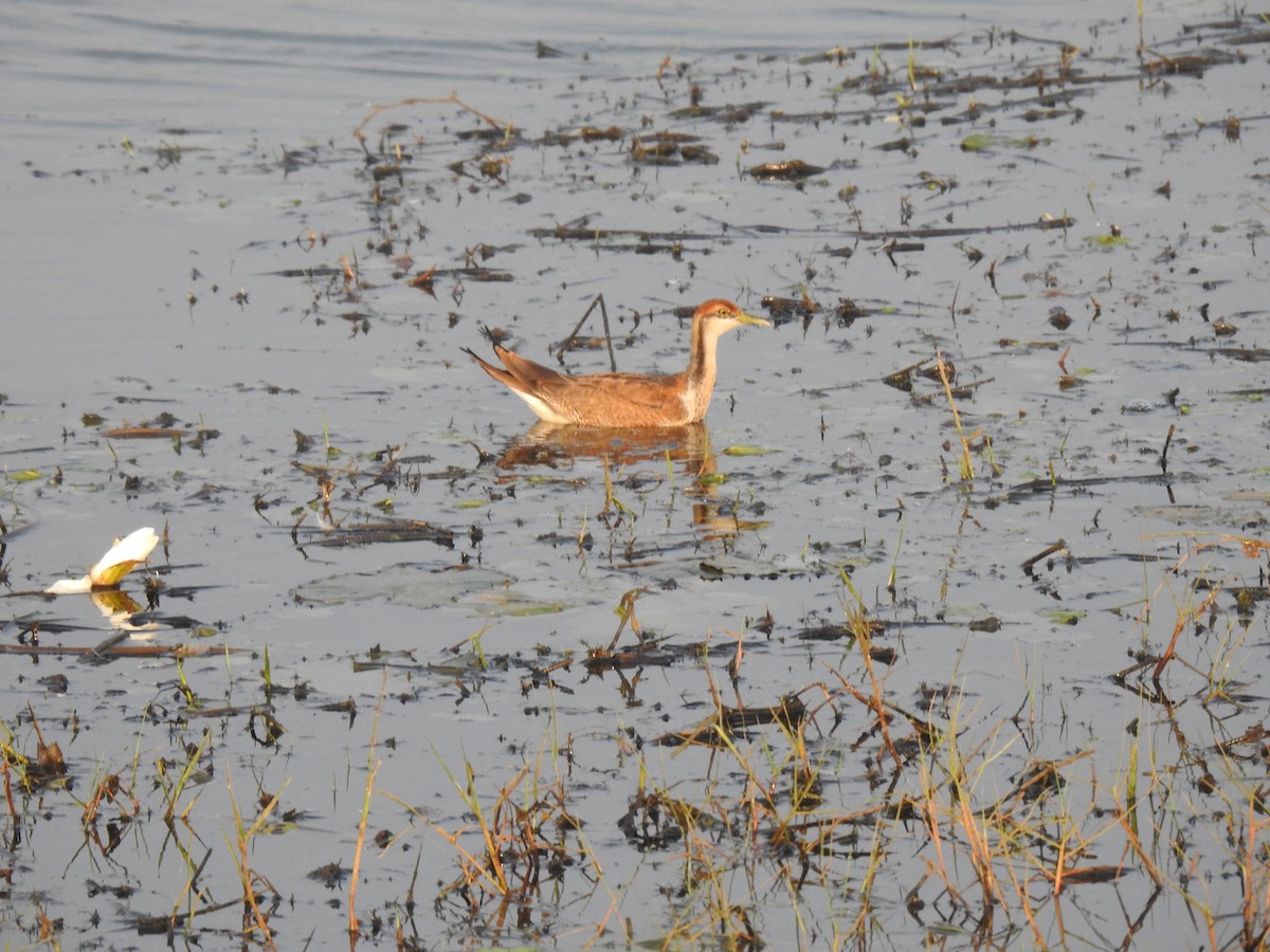 Pheasant-tailed Jacana - ML523200231