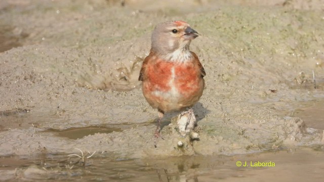 ムネアカヒワ - ML523200301