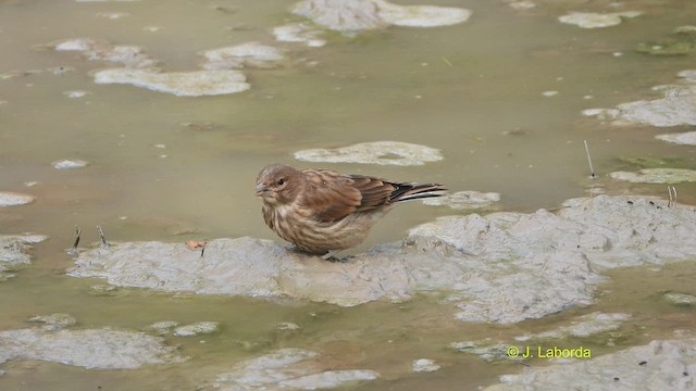 Eurasian Linnet - ML523200431