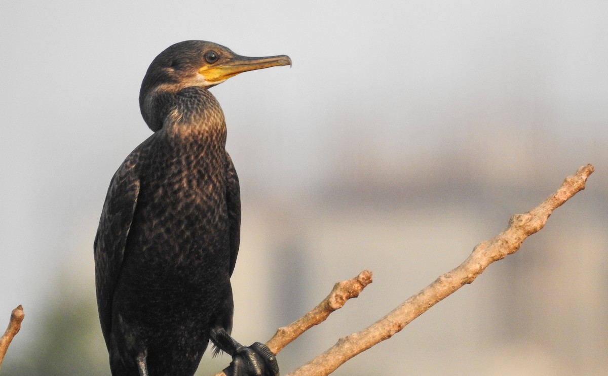 Indian Cormorant - ashish salgaonkar