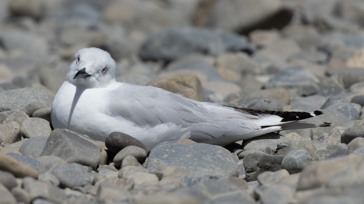 Black-billed Gull - ML523203111