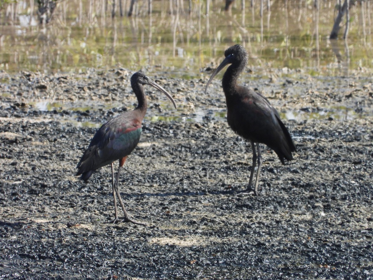 Glossy Ibis - ML523203331