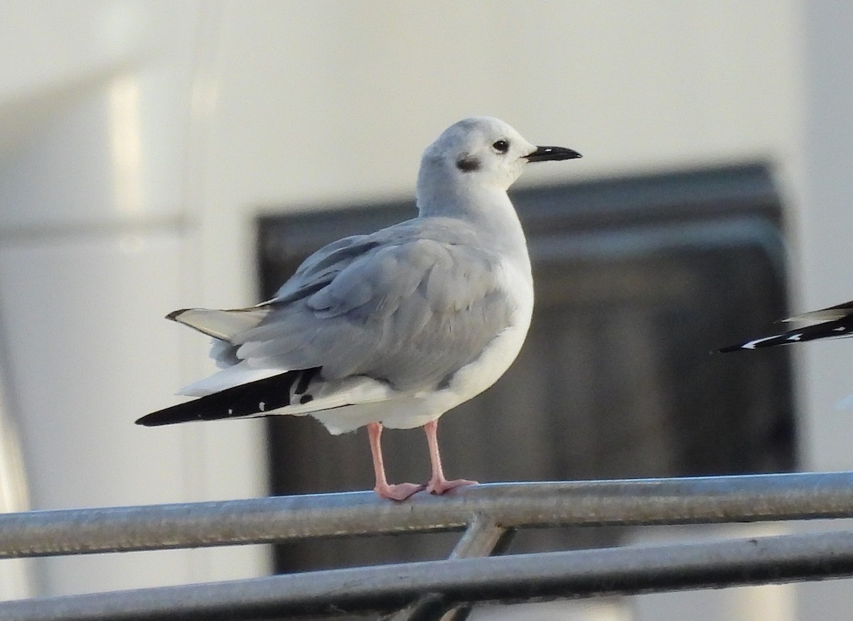 Bonaparte's Gull - Ignacio Barrionuevo