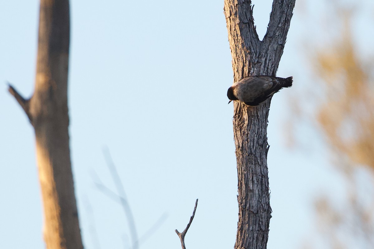 Varied Sittella (White-winged) - ML523204241