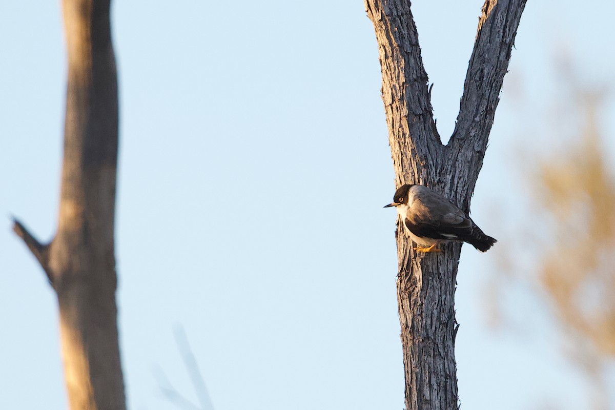 Varied Sittella (White-winged) - ML523204261