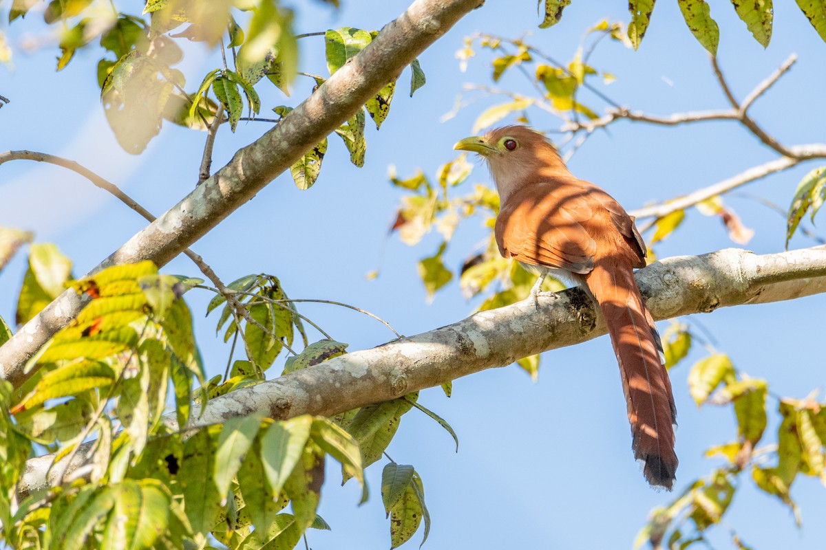 Common Squirrel-Cuckoo - ML523204401