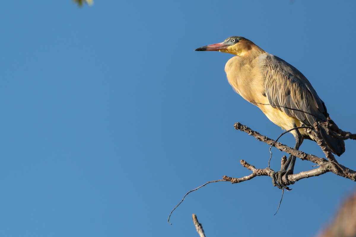 Whistling Heron - ML523204421