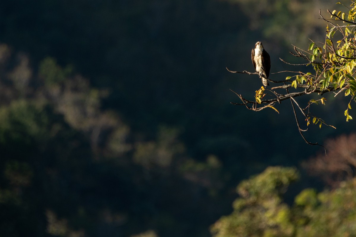 Osprey - ML523204431
