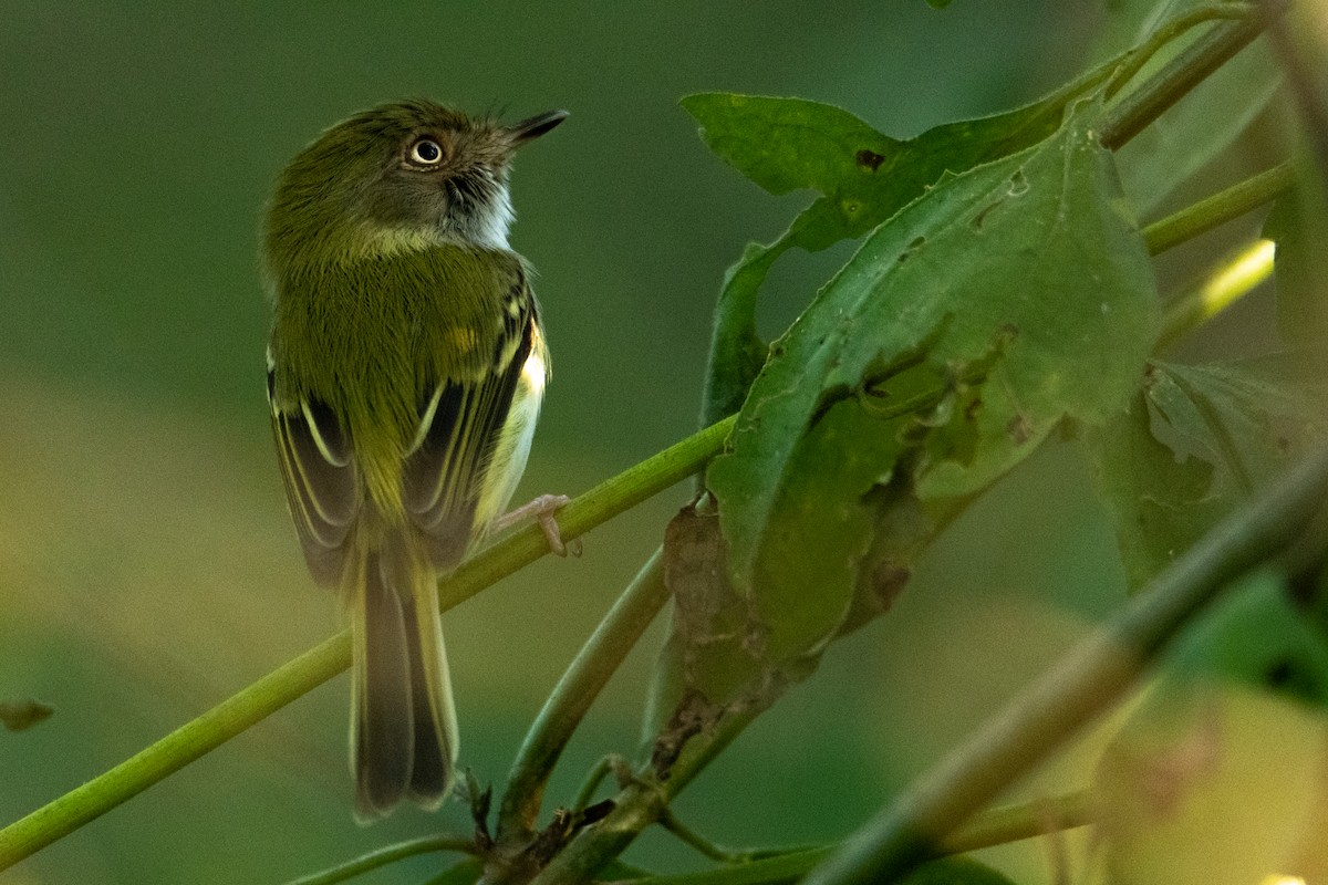 Pale-eyed Pygmy-Tyrant - ML523204451
