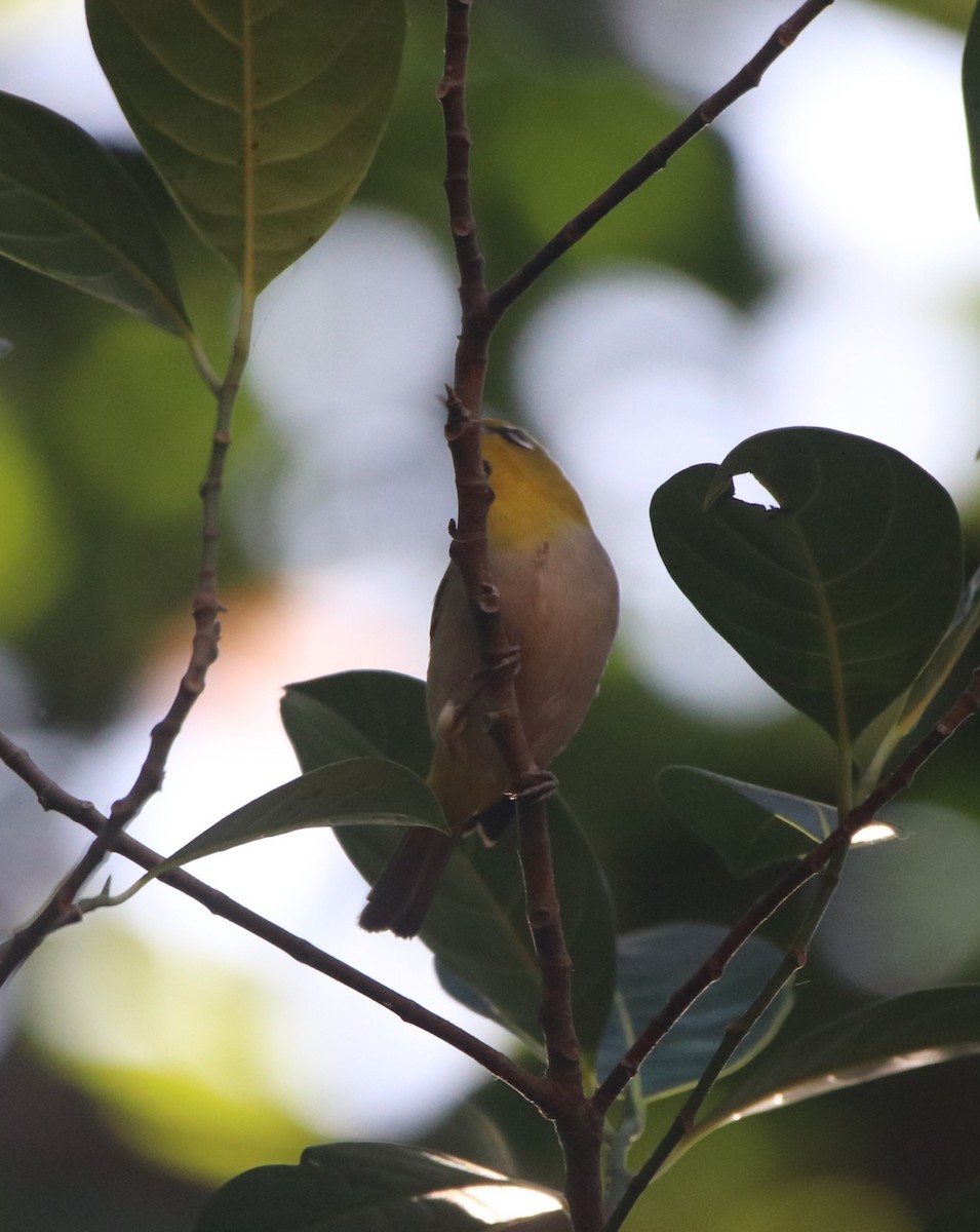 Indian White-eye - ML523204651