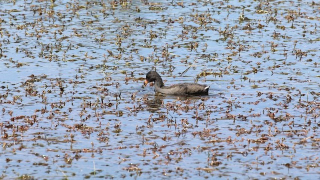 Dusky Moorhen - ML523204811