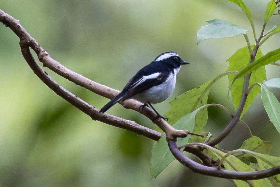 Little Pied Flycatcher - ML523204941